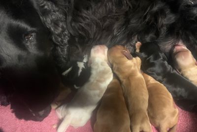 Buster x Ebony - Mar Litter 2025