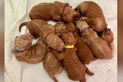 Scout x Isla - July Litter 2025