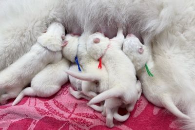 Deacon x ReRe - Mar Litter 2026