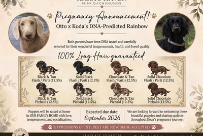 Otto  x Koda  - September Litter 2026