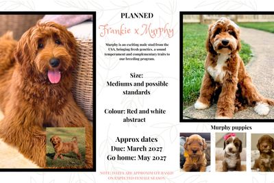 Murphy x Frankie - April Litter 2027