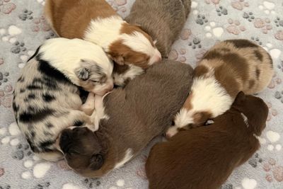 Reba’s puppies