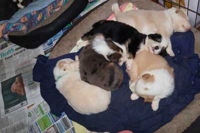 Arrow  x Nala  - July Litter 2026