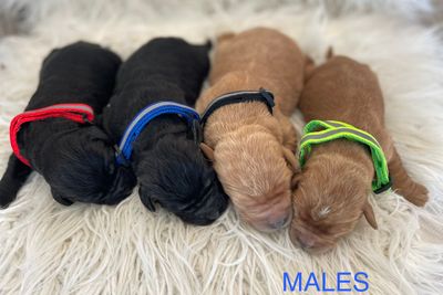 Jul Litter 2026