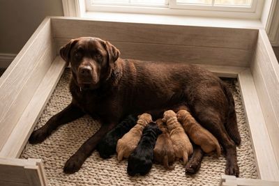 Jul Litter 2026