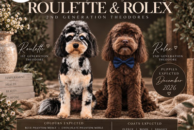 Rolex x Roulette  - December Litter 2026
