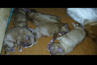 Presley  x Charlie - Jun Litter 2026