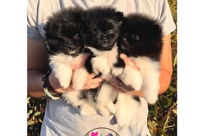 Oreo - black and white / black and tan puppies 