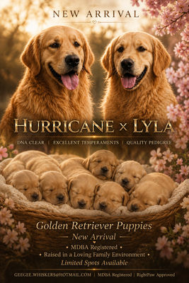 Hurricane x LYLA - Jul Litter 2026