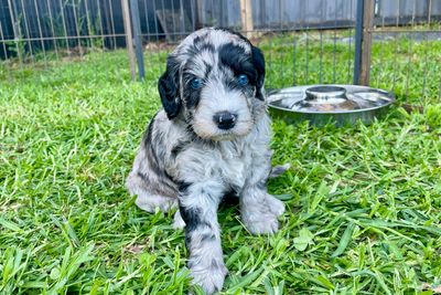 Rafi x Bear medium size January Litter 2027