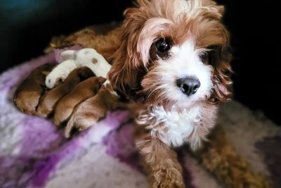 Oakley x Freya - May Litter 2026