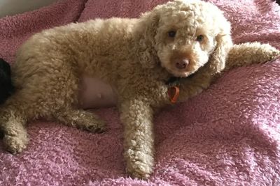 Molly - December Litter 2026
