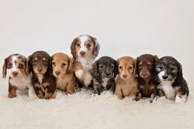 Chip/Wally x Dolly - May Litter 2026