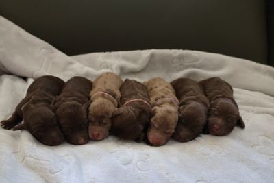 Harlem x Lainey - Sep Litter 2026