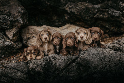 Harlem x Lainey - Sep Litter 2026