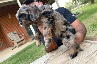 Mr P (Willy) x Gemma Jean - November Litter 2026