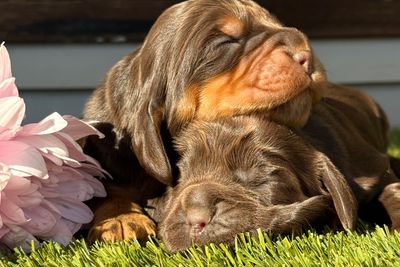 Coco - October Litter 2026