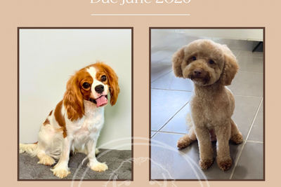 Jake x Bridie  - Jun Litter 2026