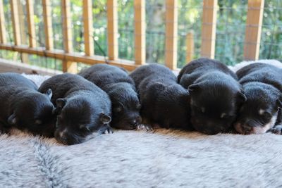 Zeke x Yuzu - Aug Litter 2026