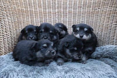 Zeke x Yuzu - Aug Litter 2026