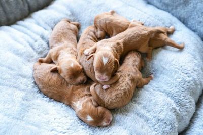 Juno - Sep Litter 2026