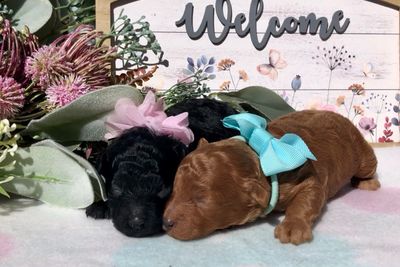 Charlie x Figgy - Sep Litter 2026
