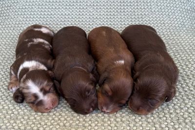Pumpkin x Asia - Aug Litter 2026