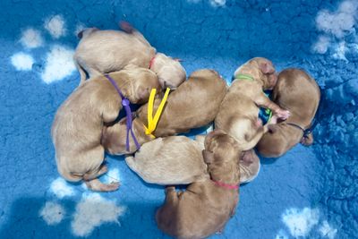 Waffle x Floss - Sep Litter 2026