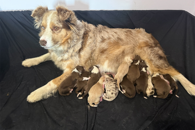 Dusty x Murphy - May Litter 2026