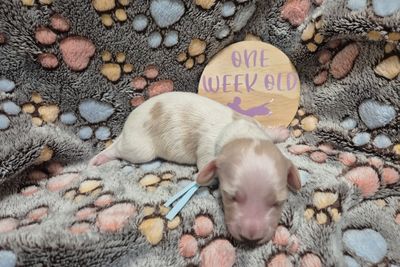 Nova - Sep Litter 2026