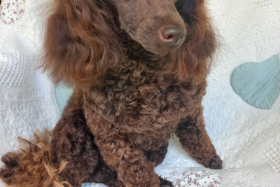 TOMMY - Aug Litter 2026