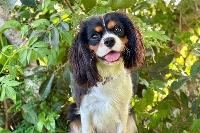 Charlie x Peppa - October Litter 2026