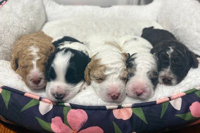 Hank x Lila - Sep Litter 2026