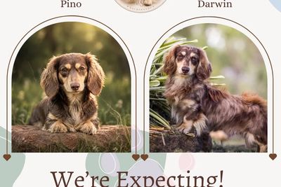 Darwin (Dynasty)  x Pino - Sep Litter 2026