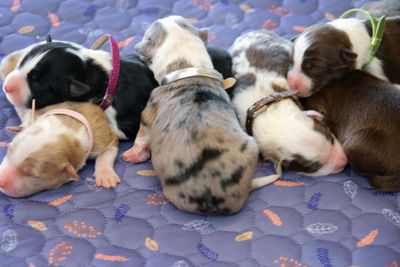 K.D Under The Radar x Stella  - Aug Litter 2026