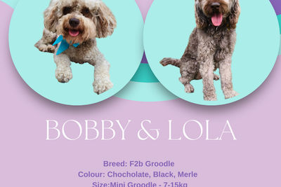 Oaklands Oddles Bobby x Lola -  2027