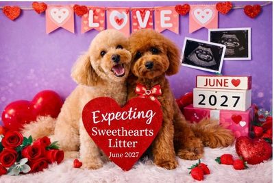 Mr Bear x Bella - June Litter 2027
