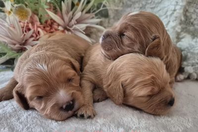 Ollie x Lady - July Litter 2026