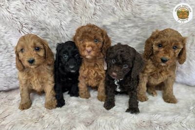 bossdog x Willow - may Litter 2026