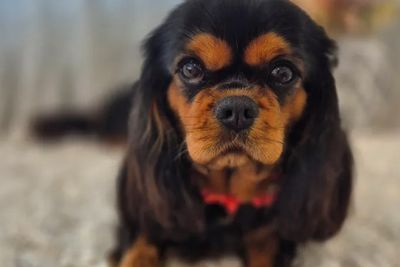Picasso  x Daisy - October Litter 2026