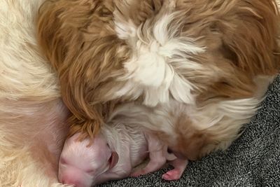 Mt Demi Dawson - "Arlo" x Clairevale Caramel Sundae - "Penny" - Jun Litter 2026