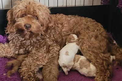 Billie x Shelby - Jul Litter 2026
