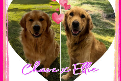 Chase x Ellie - October Litter - Home in December 