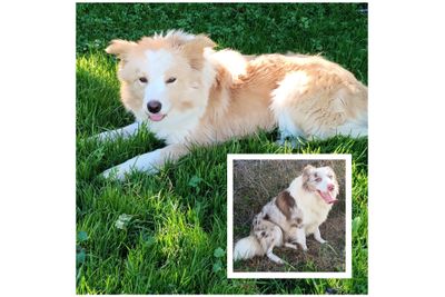 Clancy X Archie - Sep Litter 2026
