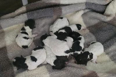 Eros x Truffle  - Sep Litter 2026