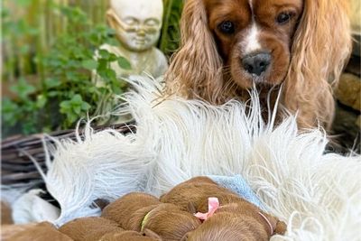 Rambo x Lucy - Dec Litter 2025