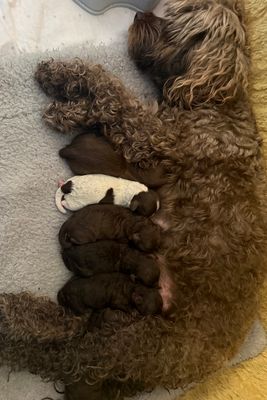 Milo x Bella - Chocolate Litter 2026