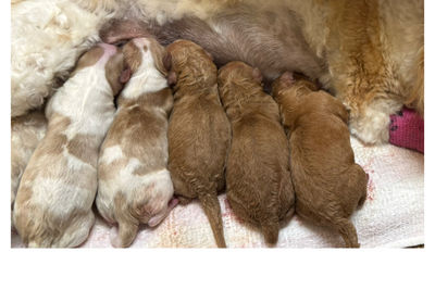 Walter x Charli - Sep Litter 2025