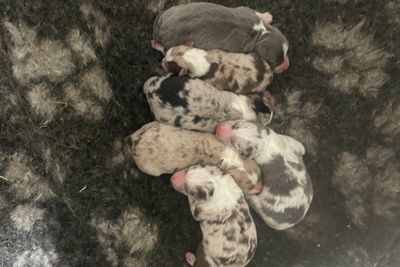 Jun Litter 2026