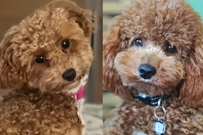 Ace x Tiddi - May Litter 2026
